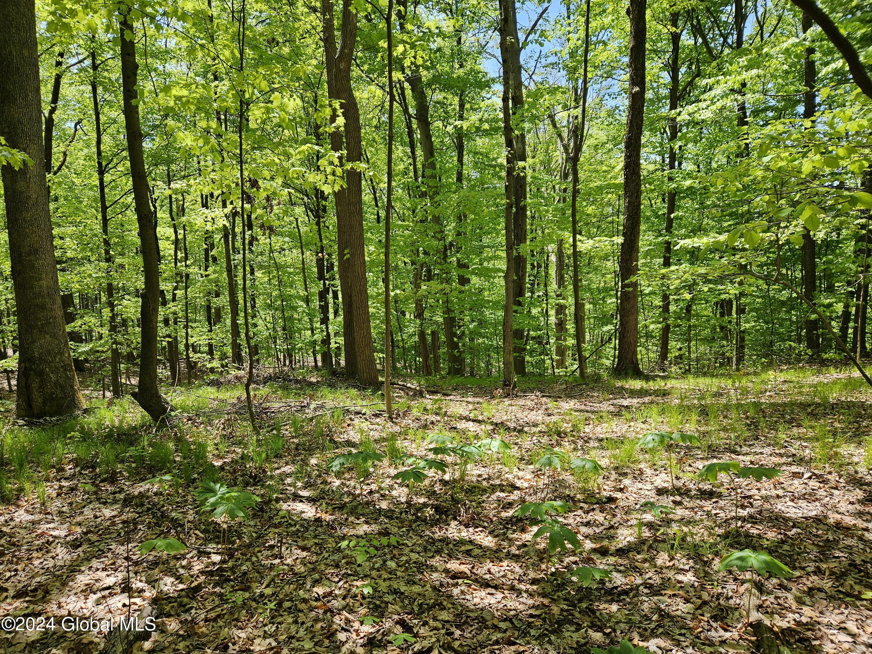 191 Cramer Road Malta, NY 12020 - Photo 40 of 41 Back Woods