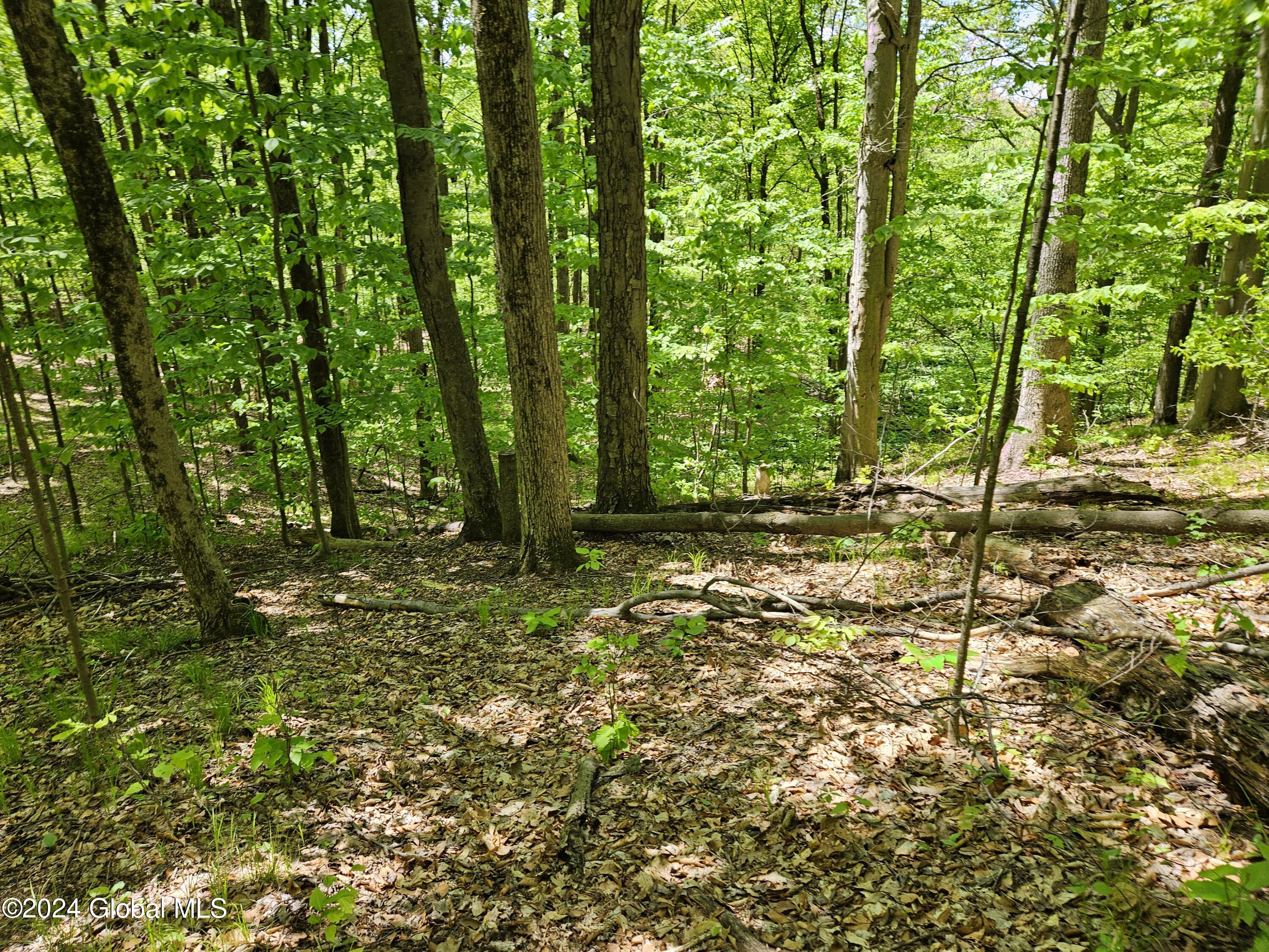 191 Cramer Road Malta, NY 12020 - Photo 41 of 41 Back Woods