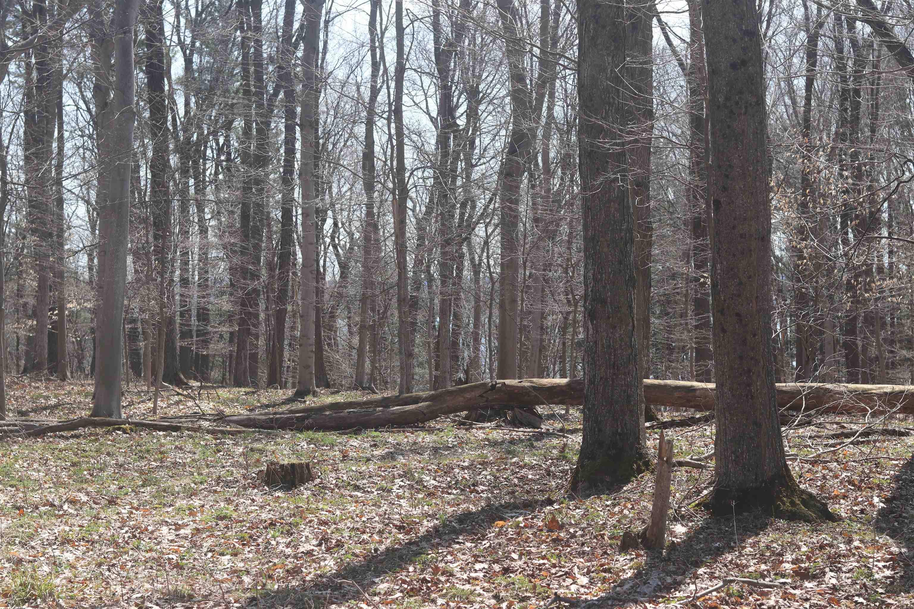 Lot 5 Crystal View Common Frankfort, MI 49635 - Photo 15 of 15