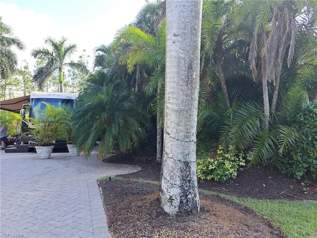 a view of a plants and palm trees