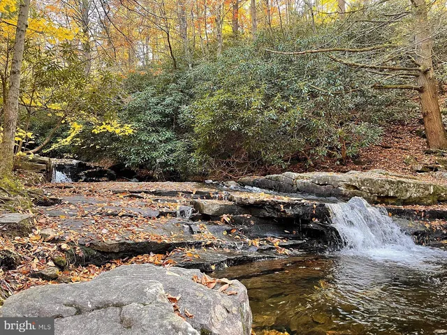 a view of a forest with lots of trees