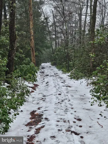 a view of a dry yard covered with trees