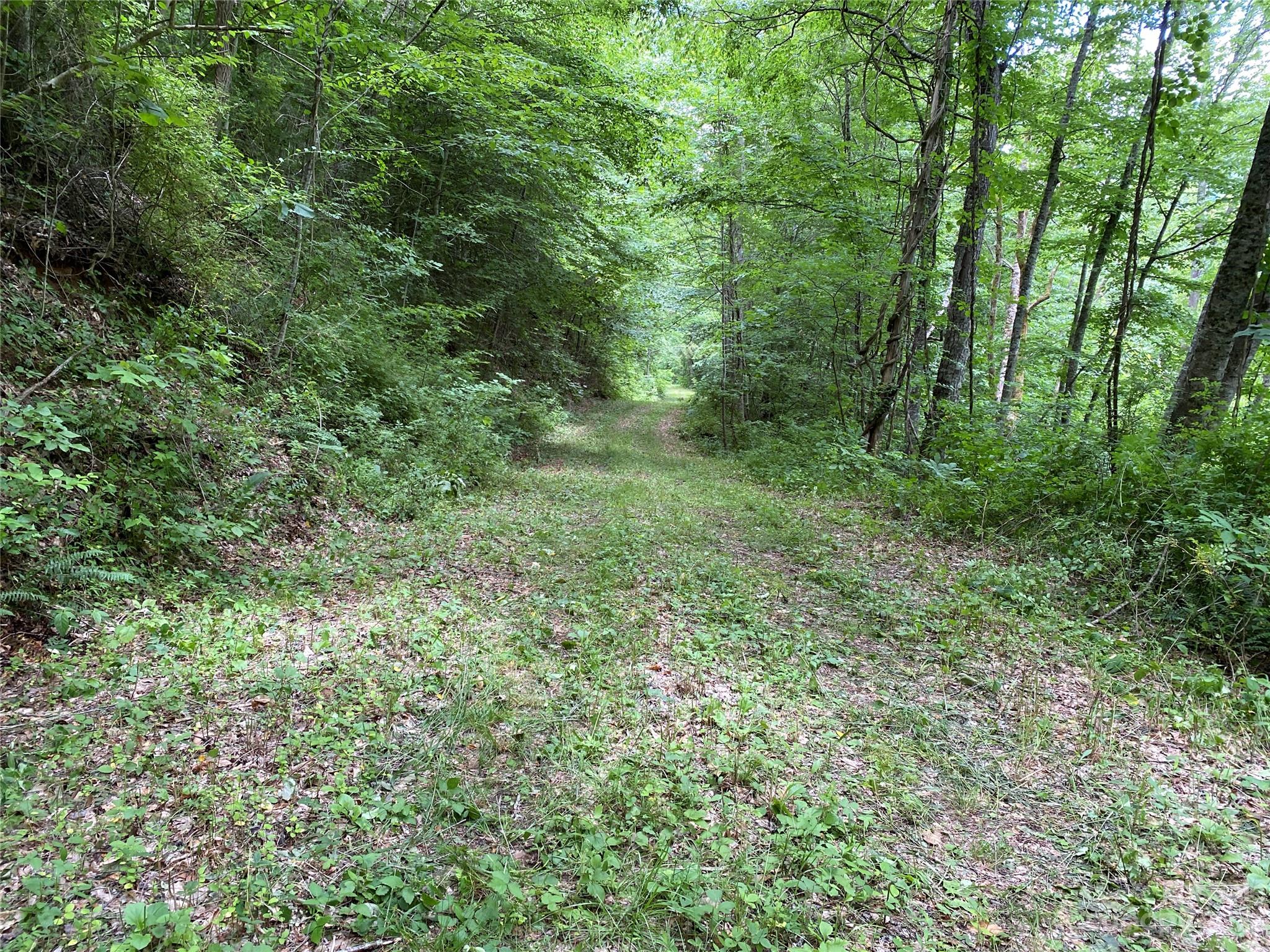 1 Moody Bridge Road Cullowhee, NC 28723 - Photo 6 of 21 a view of a lush green forest