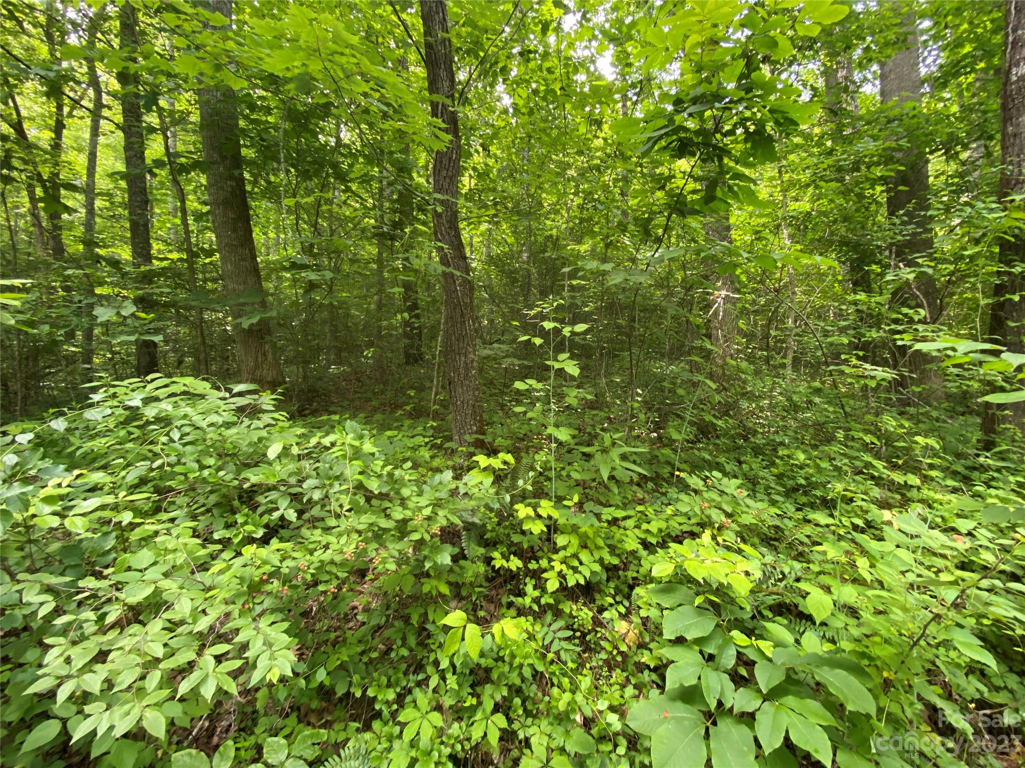 1 Moody Bridge Road Cullowhee, NC 28723 - Photo 10 of 21 a view of a lush green forest