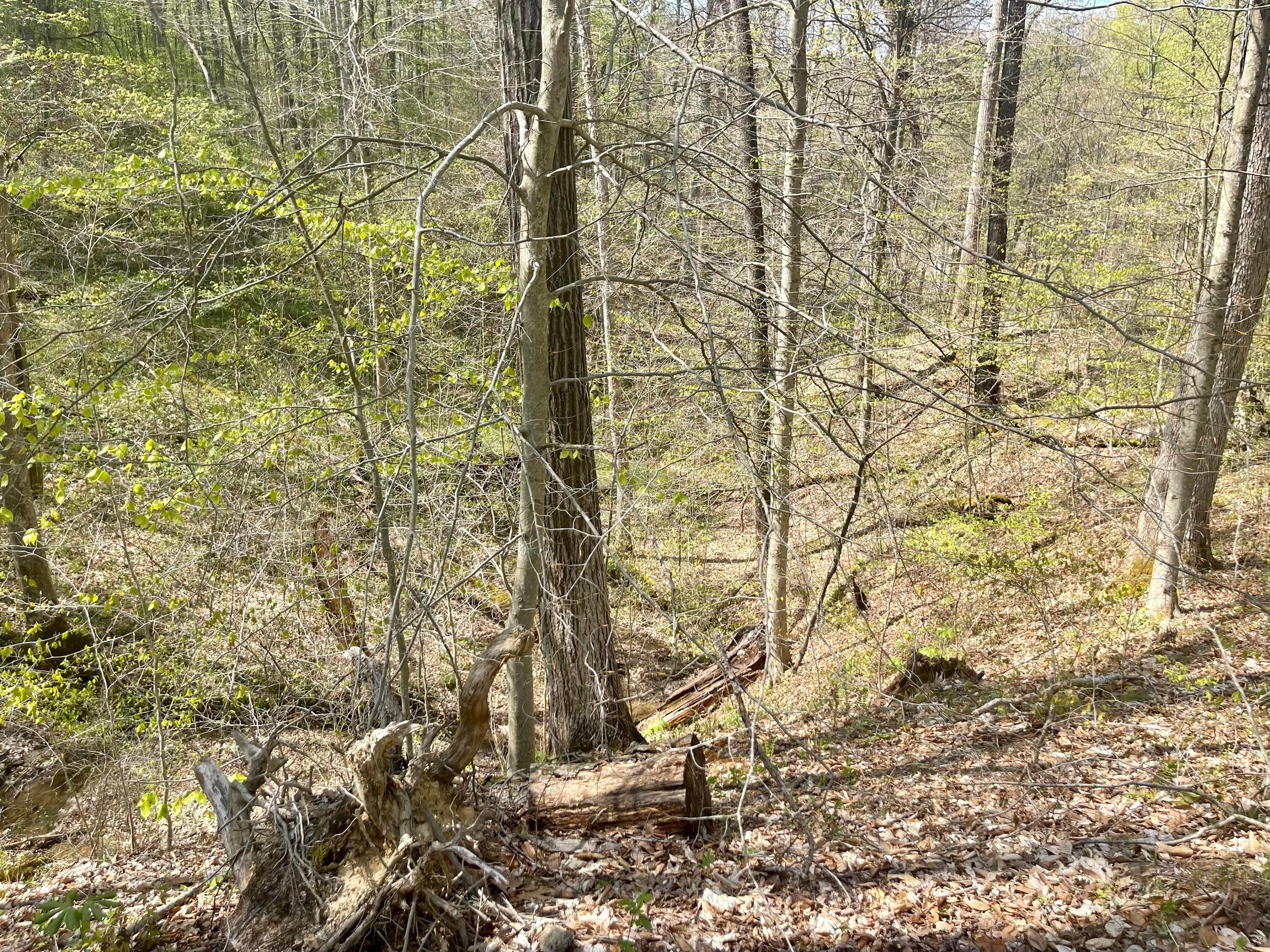 0 Dunlap Road Rockbridge, OH 43149 - Photo 13 of 18 0 Dunlap Road, Rockbridge, Ohio