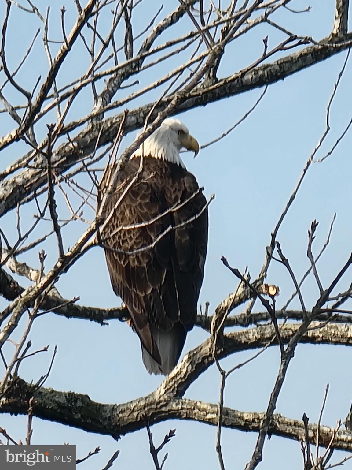 8080 Longtree Road Manassas, VA 20112 - Photo 60 of 66 ...and the wild neighbors are a site to see!