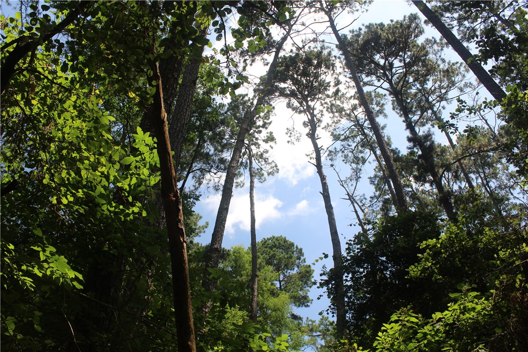0 Rolling Hills Road Navasota, TX 77868 - Photo 13 of 18 a view of tree