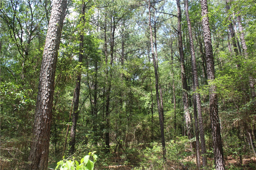 0 Rolling Hills Road Navasota, TX 77868 - Photo 17 of 18 a view of a forest with trees