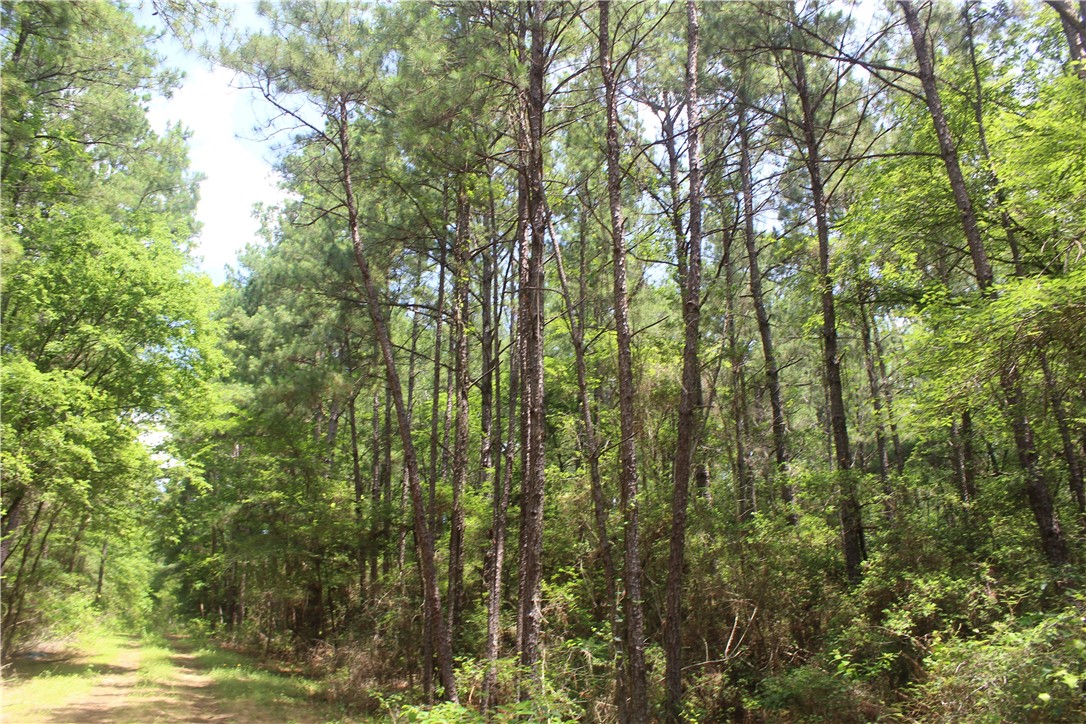 0 Rolling Hills Road Navasota, TX 77868 - Photo 18 of 18 a view of forest
