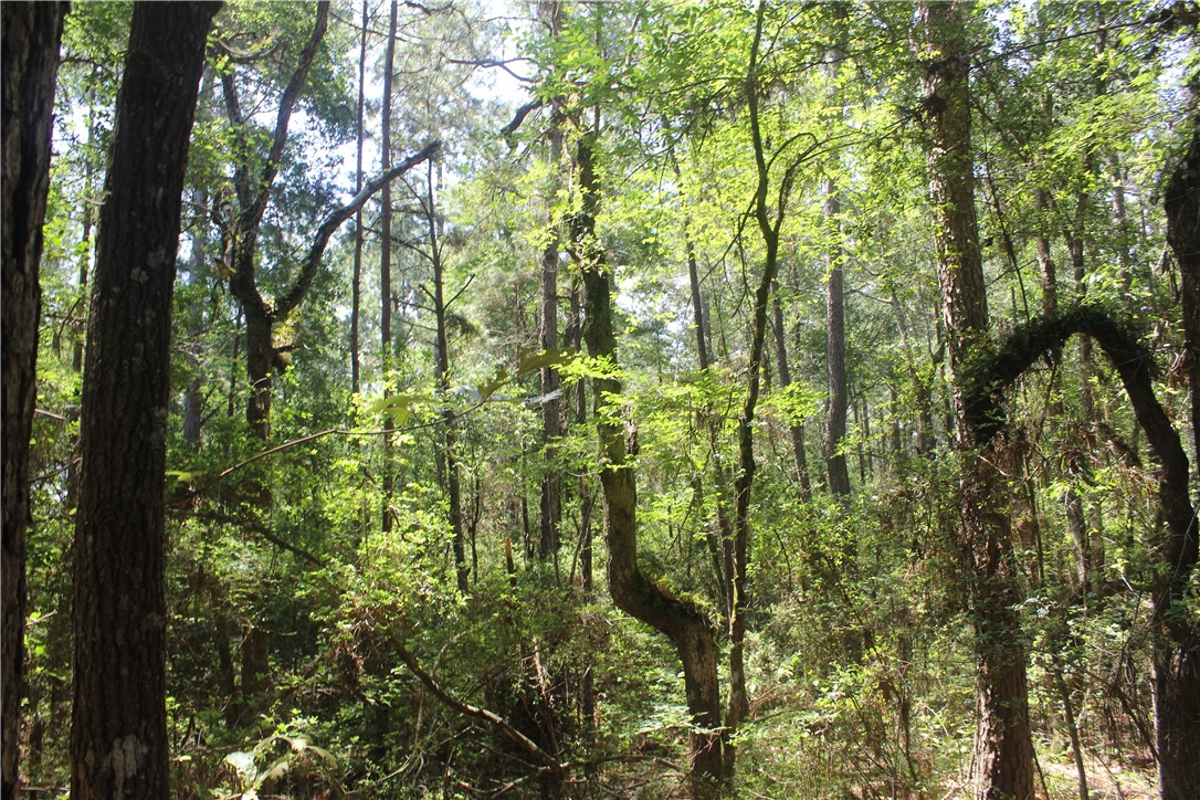 0 Rolling Hills Road Navasota, TX 77868 - Photo 2 of 18