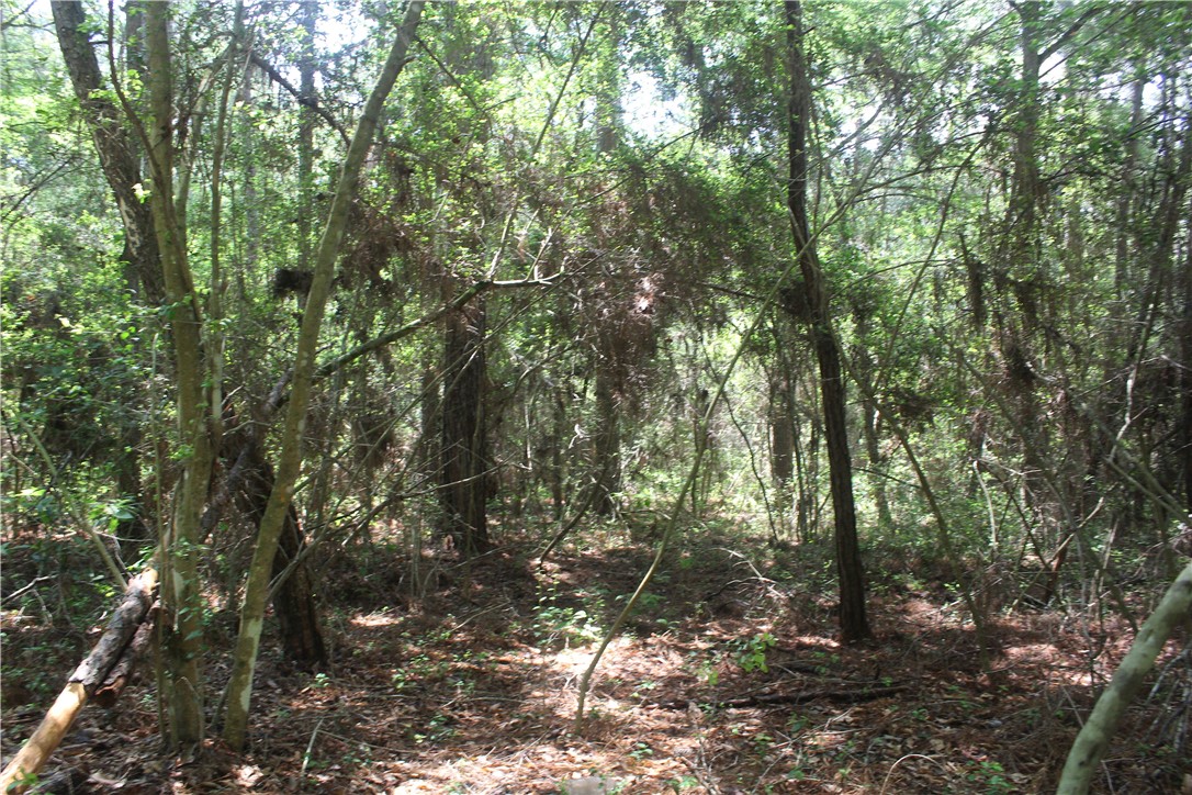 0 Rolling Hills Road Navasota, TX 77868 - Photo 3 of 18 a view of a forest with trees in the background