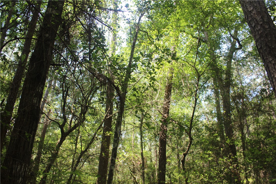 0 Rolling Hills Road Navasota, TX 77868 - Photo 6 of 18 a view of a yard