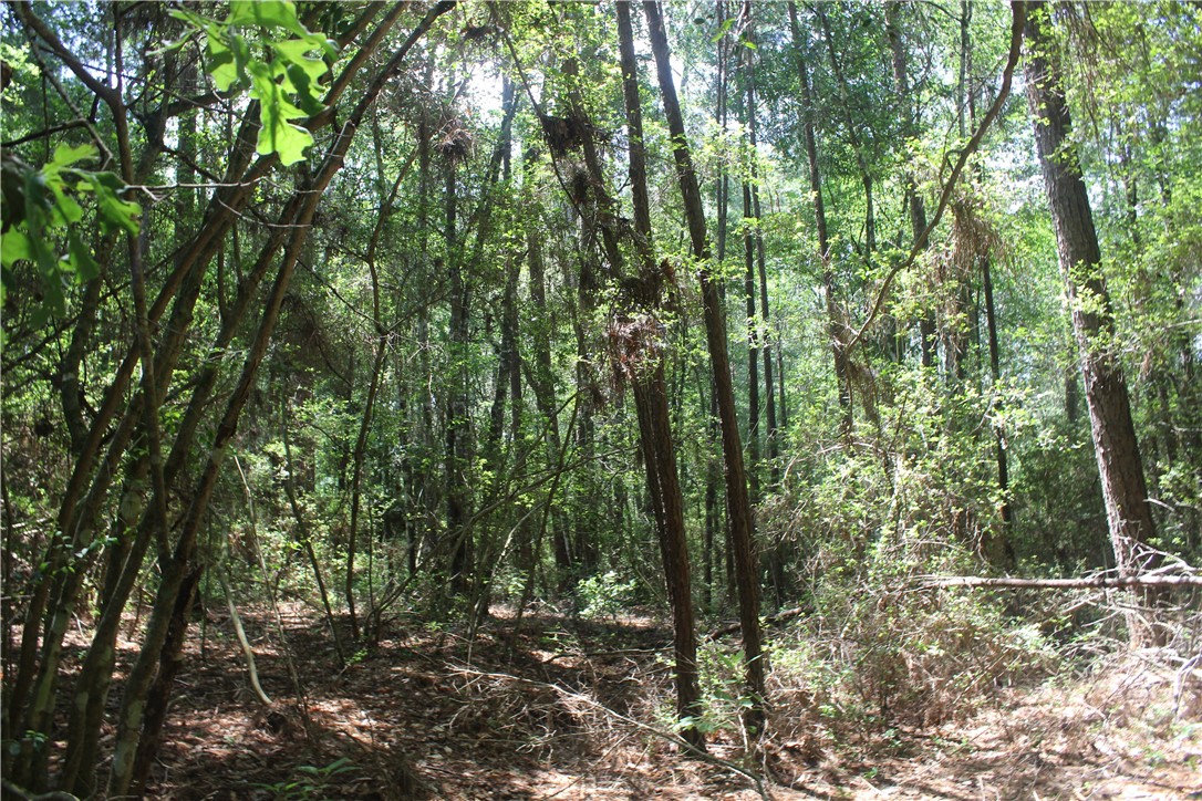 0 Rolling Hills Road Navasota, TX 77868 - Photo 7 of 18 a view of forest