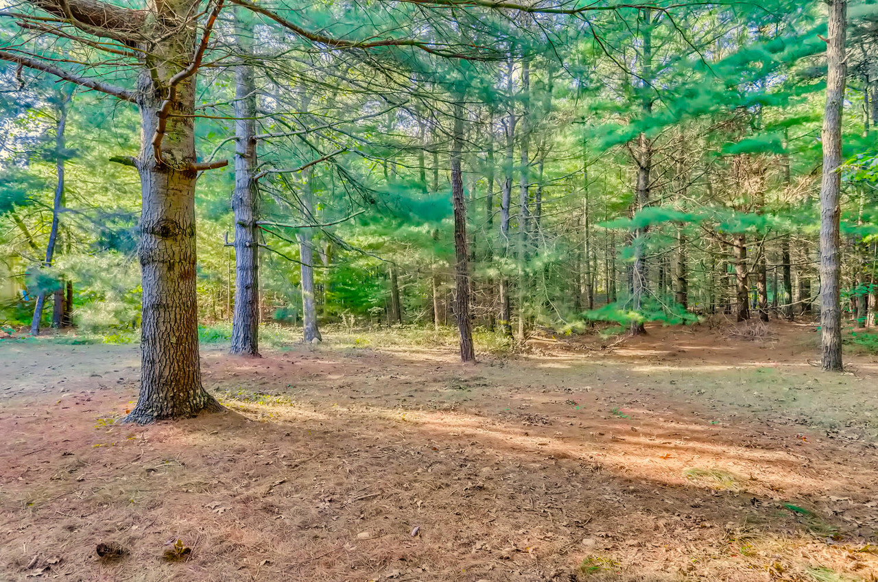 4 Penny Lane Edgartown, MA 02539 - Photo 56 of 60 a view of a tree in the middle of a yard