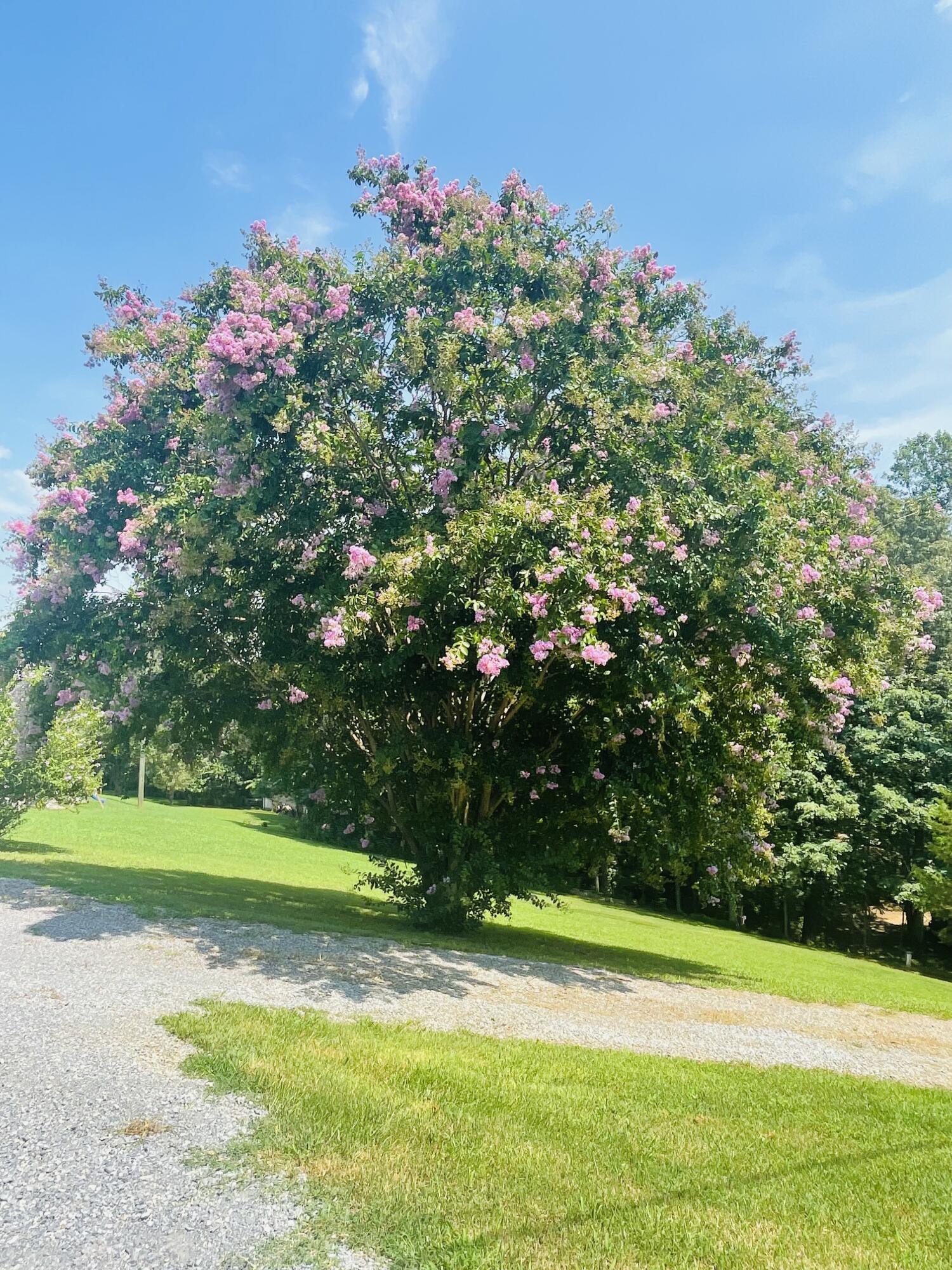 1236 Carroll Road Goodview, VA 24095 - Photo 56 of 64 Full Bloom at Carroll Rd