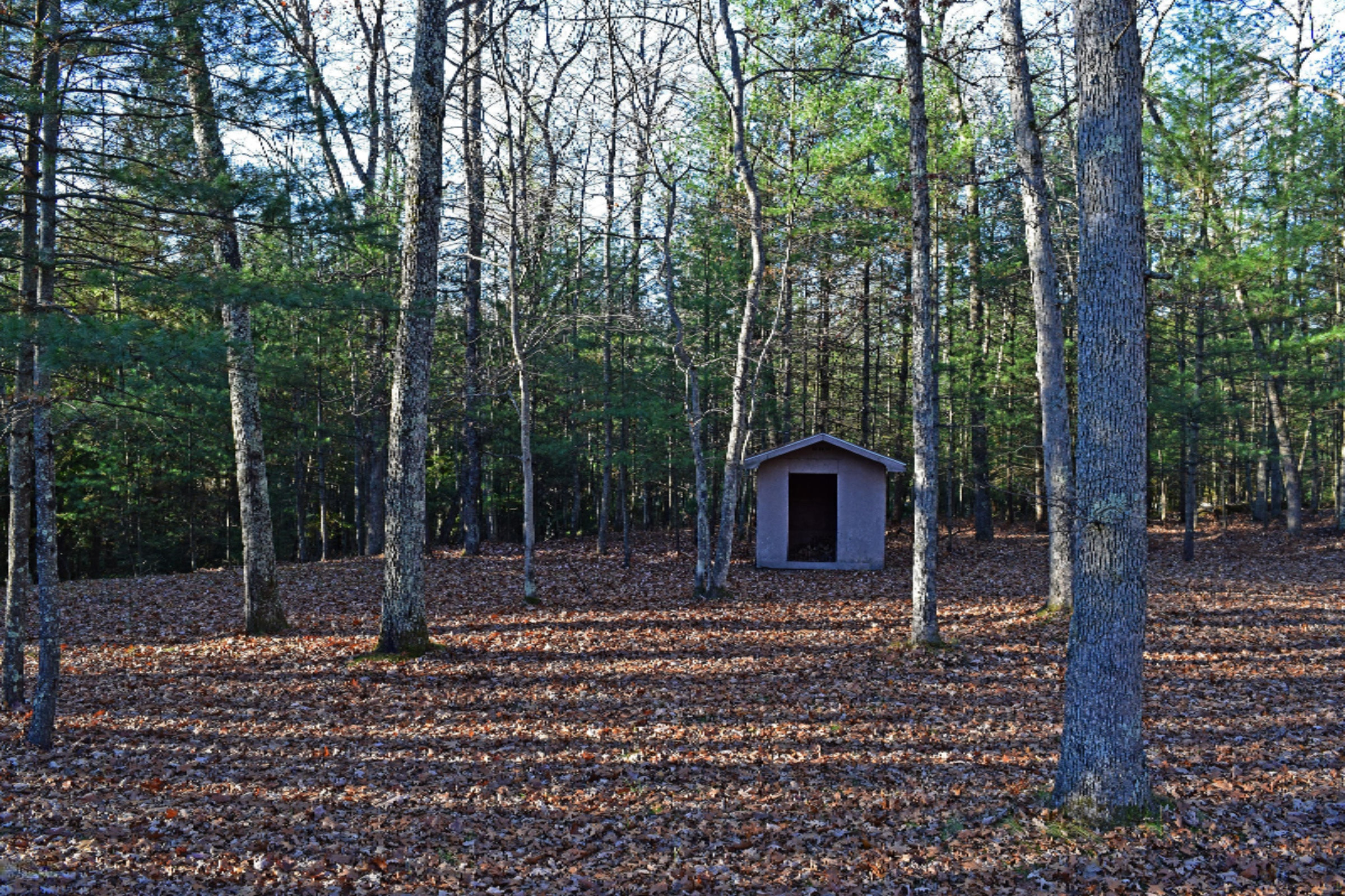 6773 West 5 Mile Road Irons, MI 49644 - Photo 53 of 81 DSC_0462