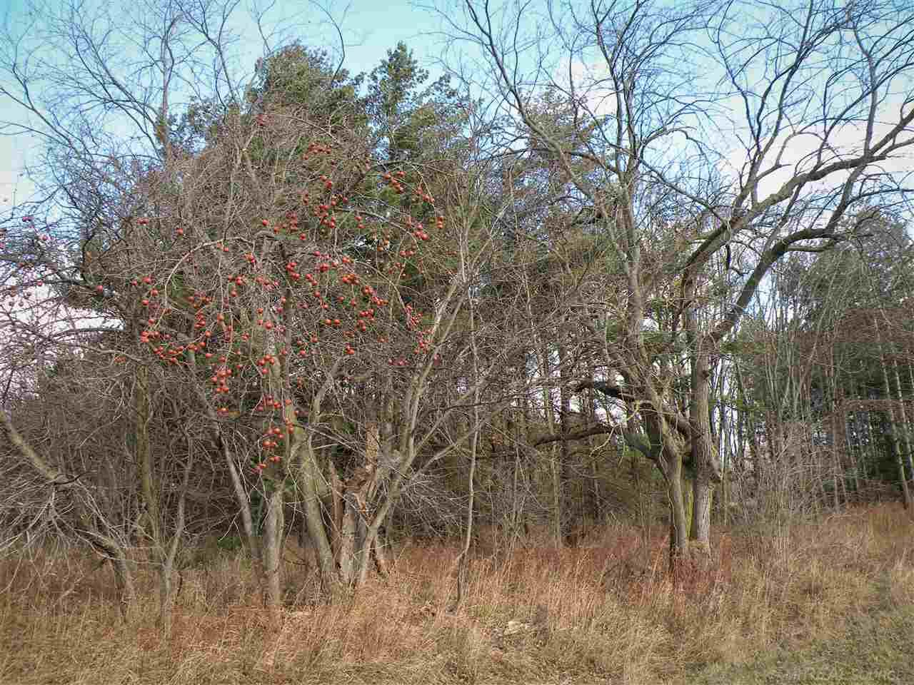 80-acres 80-acres French Line Road Applegate, MI 48401 - Photo 3 of 5