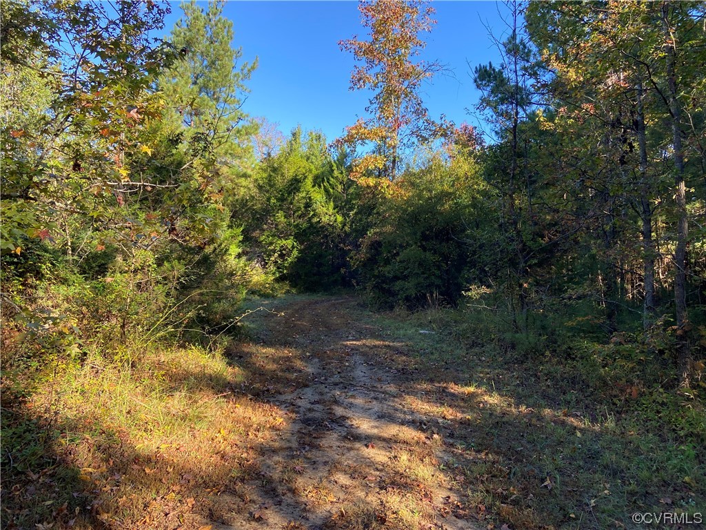 0 Parsons Road Beaverdam, VA 23015 - Photo 2 of 7 a view of a forest with trees in the background
