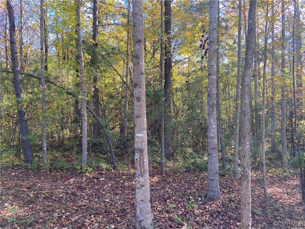 0 Parsons Road Beaverdam, VA 23015 - Photo 4 of 7 a view of a forest that has large trees