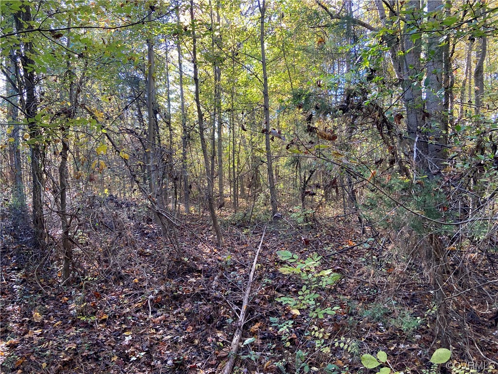 0 Parsons Road Beaverdam, VA 23015 - Photo 5 of 7 a view of a yard with large trees