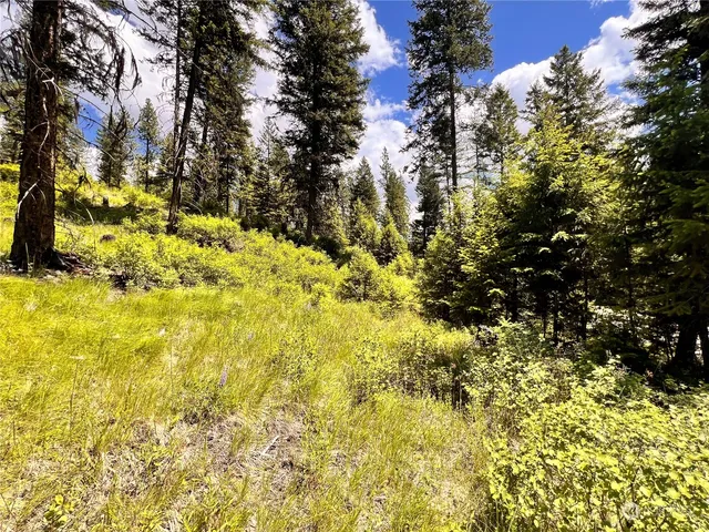 a view of a tree in a yard