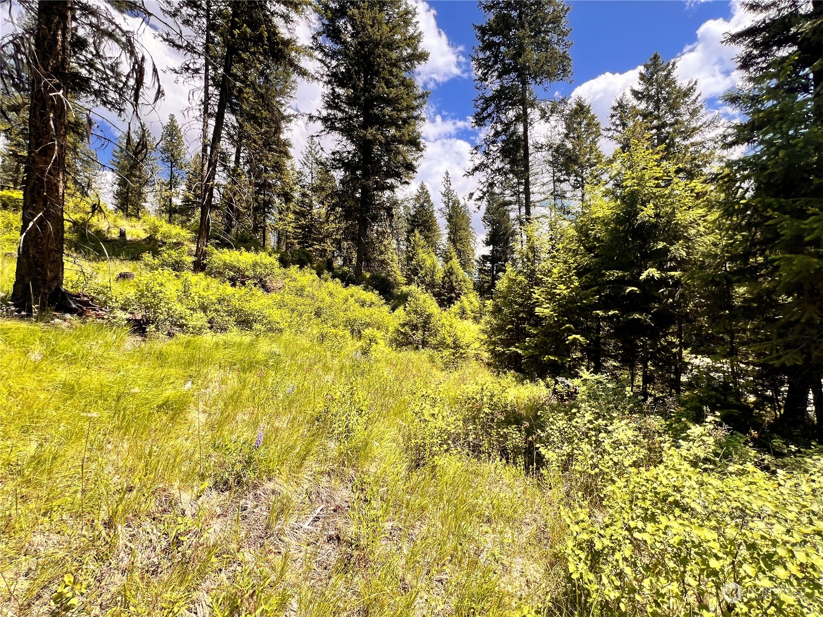 -tbd Old Kettle Falls Road Republic, WA 99166 - Photo 11 of 26 a view of a yard with large tree