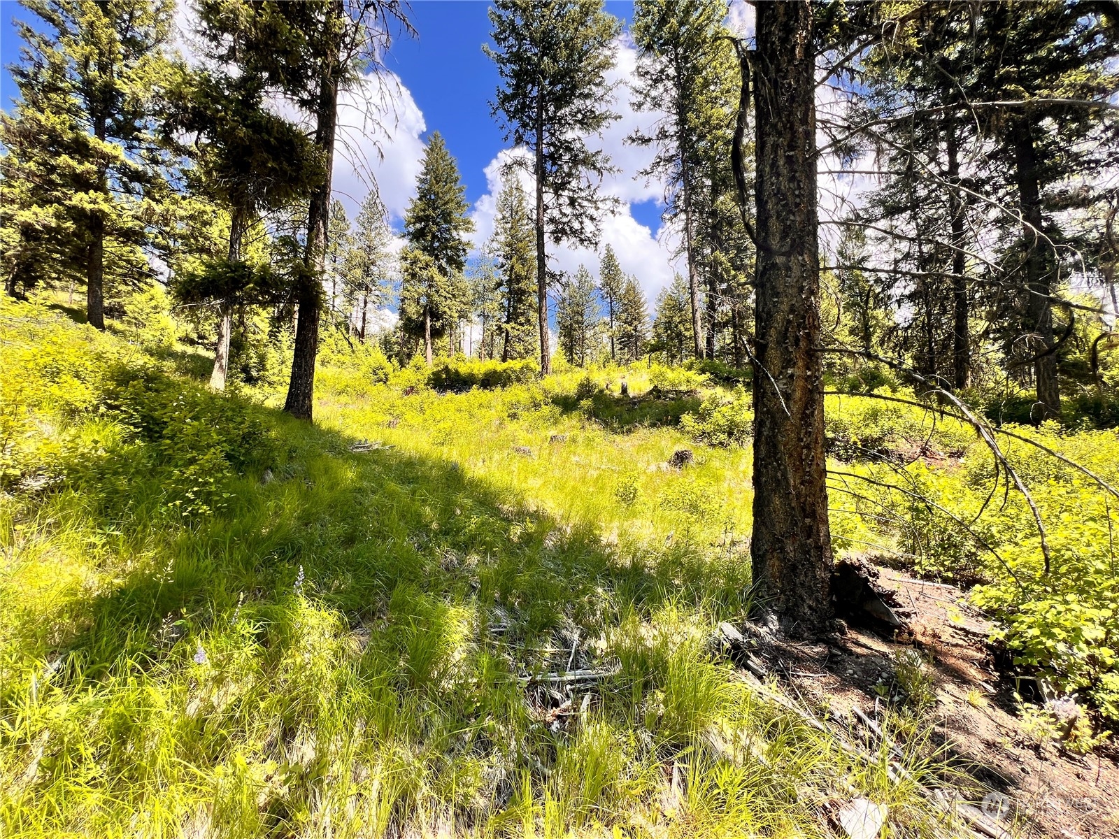-tbd Old Kettle Falls Road Republic, WA 99166 - Photo 12 of 26 a view of a yard with a tree