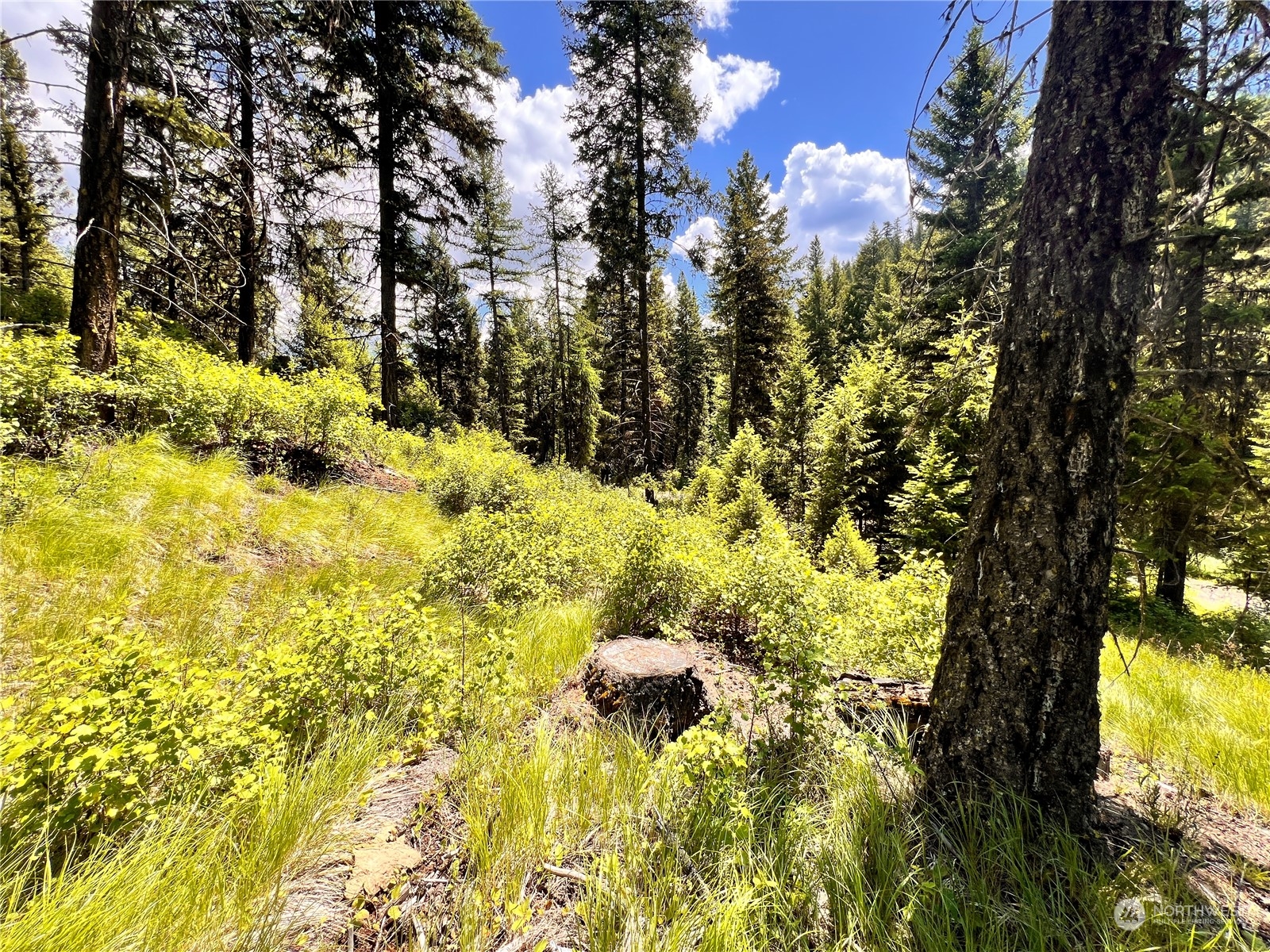 -tbd Old Kettle Falls Road Republic, WA 99166 - Photo 13 of 26 a view of a tree in a yard
