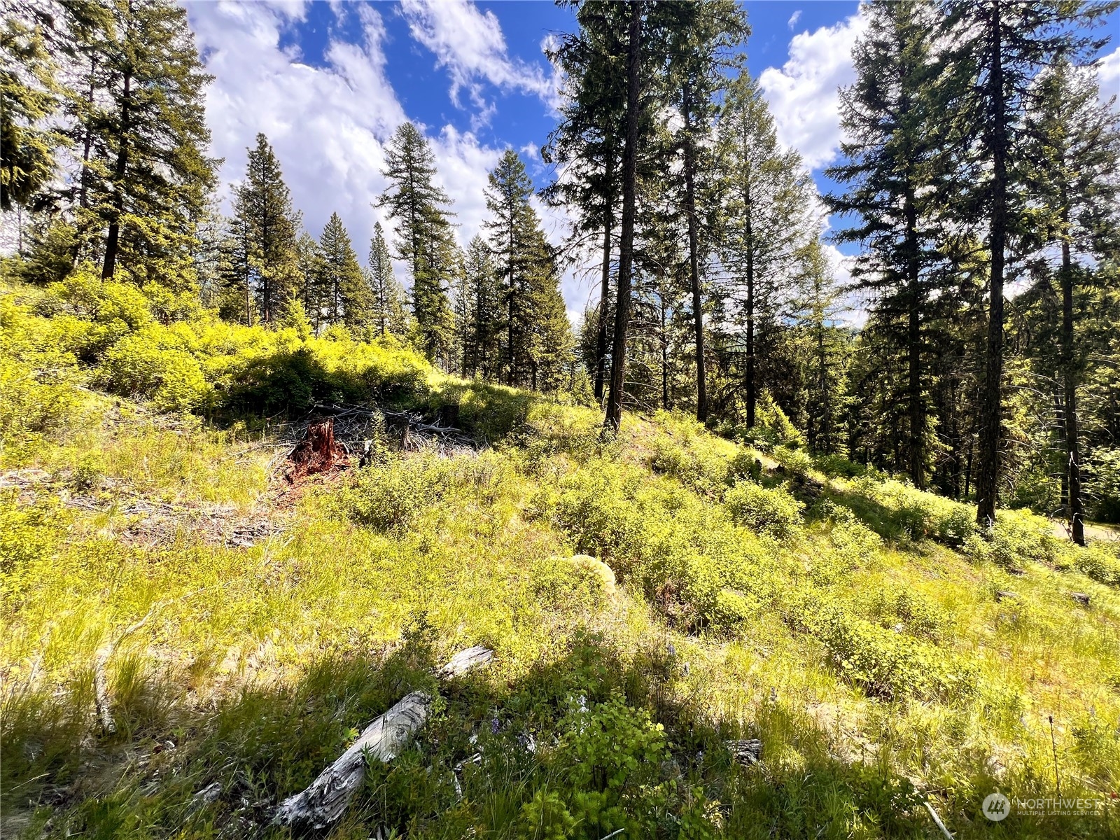 -tbd Old Kettle Falls Road Republic, WA 99166 - Photo 16 of 26 a view of a yard with trees