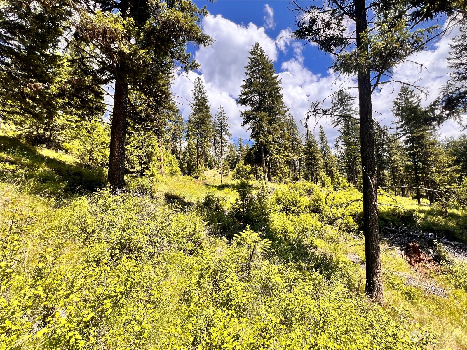 -tbd Old Kettle Falls Road Republic, WA 99166 - Photo 17 of 26 a view of outdoor space with a tree