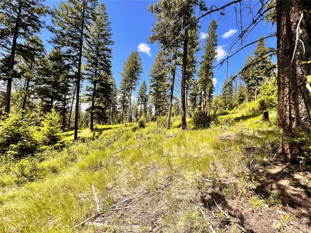 a view of yard along with trees