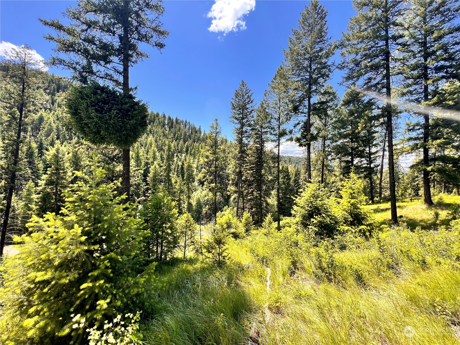 -tbd Old Kettle Falls Road Republic, WA 99166 - Photo 19 of 26 a view of a tree in a yard