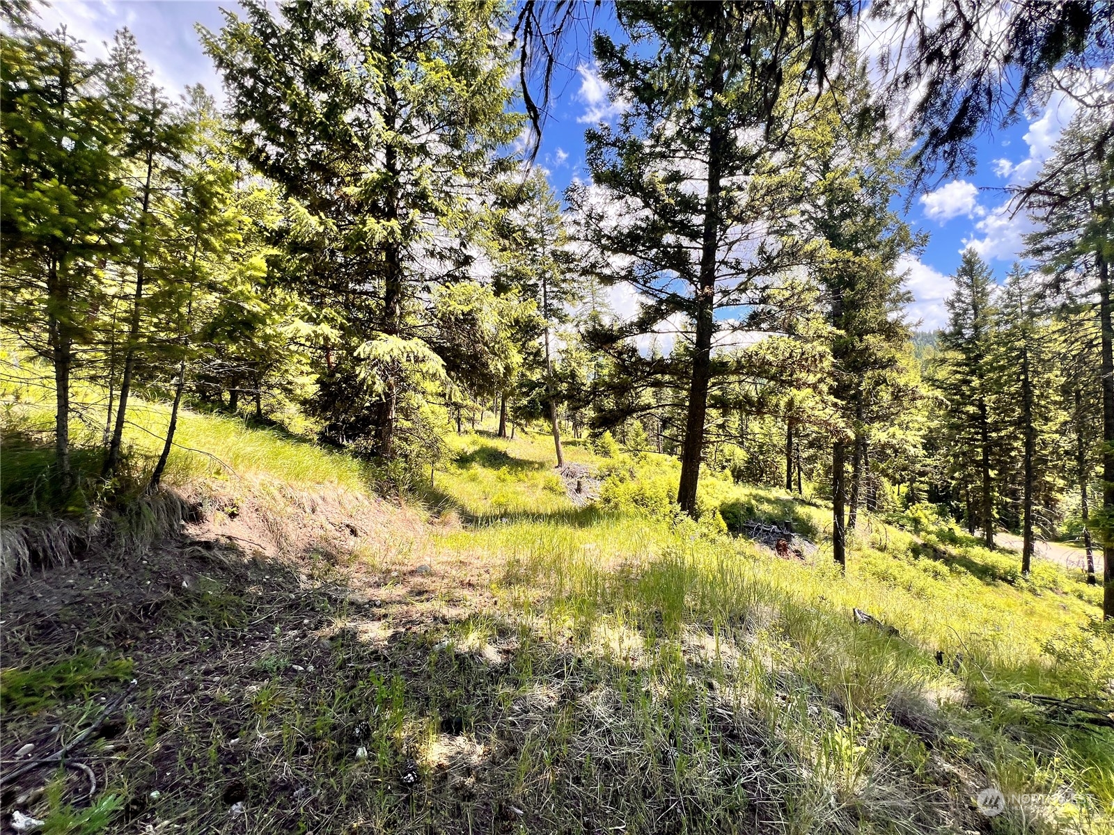 -tbd Old Kettle Falls Road Republic, WA 99166 - Photo 20 of 26 a view of yard along with trees