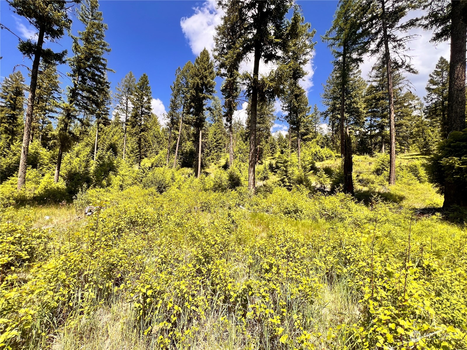 -tbd Old Kettle Falls Road Republic, WA 99166 - Photo 21 of 26 a view of under green space