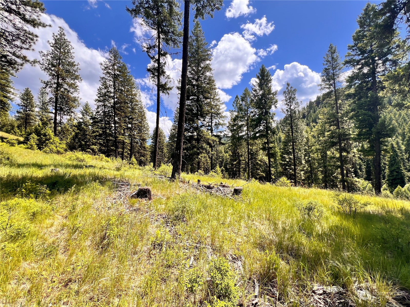 -tbd Old Kettle Falls Road Republic, WA 99166 - Photo 22 of 26 a view of a yard with trees