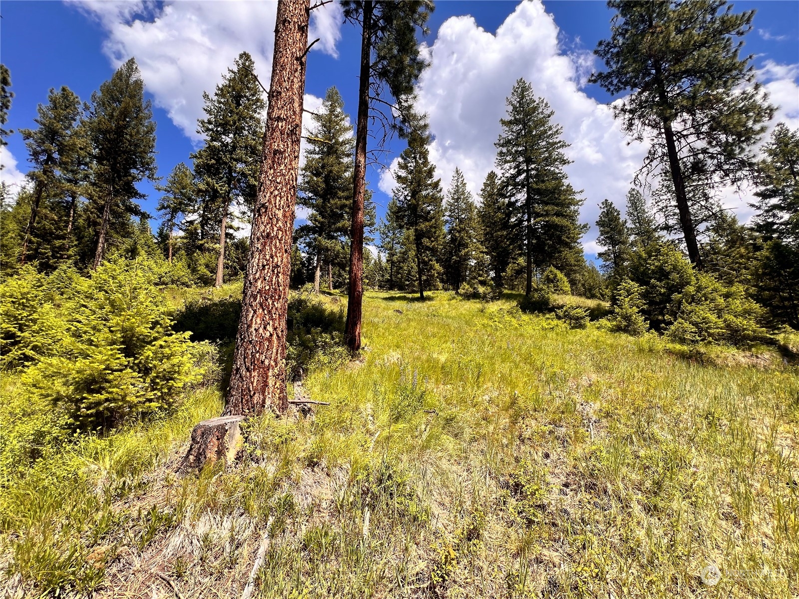 -tbd Old Kettle Falls Road Republic, WA 99166 - Photo 23 of 26 a view of yard with large trees
