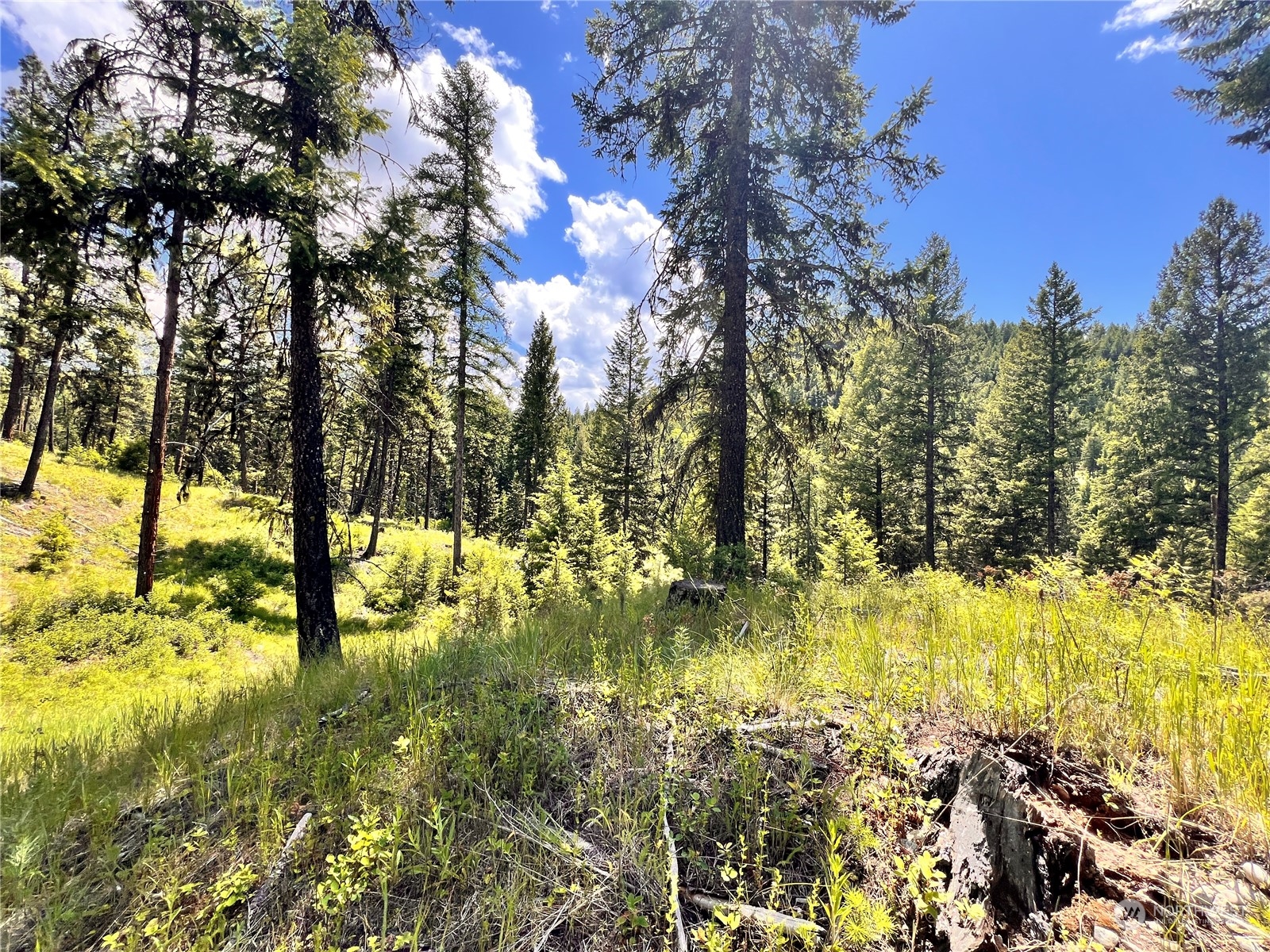 -tbd Old Kettle Falls Road Republic, WA 99166 - Photo 25 of 26 a view of yard from a house