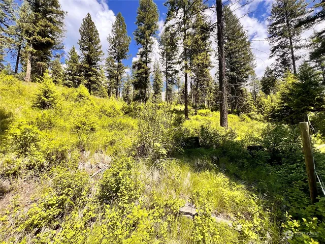 a view of a yard with trees