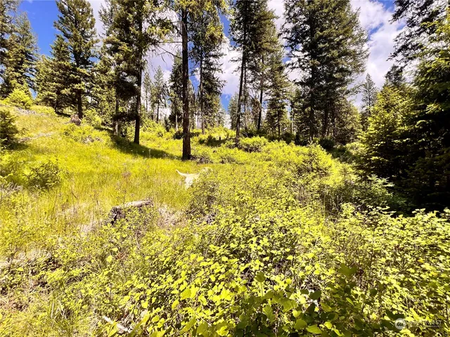 a view of yard with trees