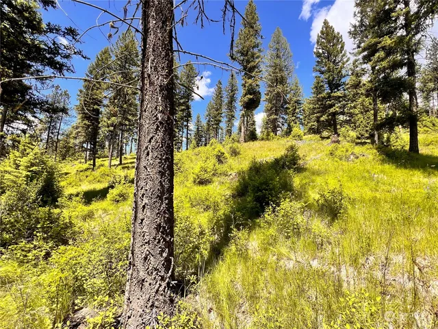 a view of a yard with large tree