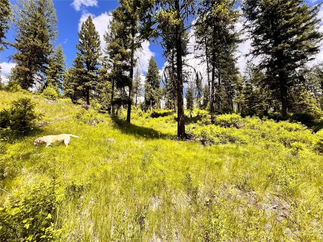 a view of a yard with a tree