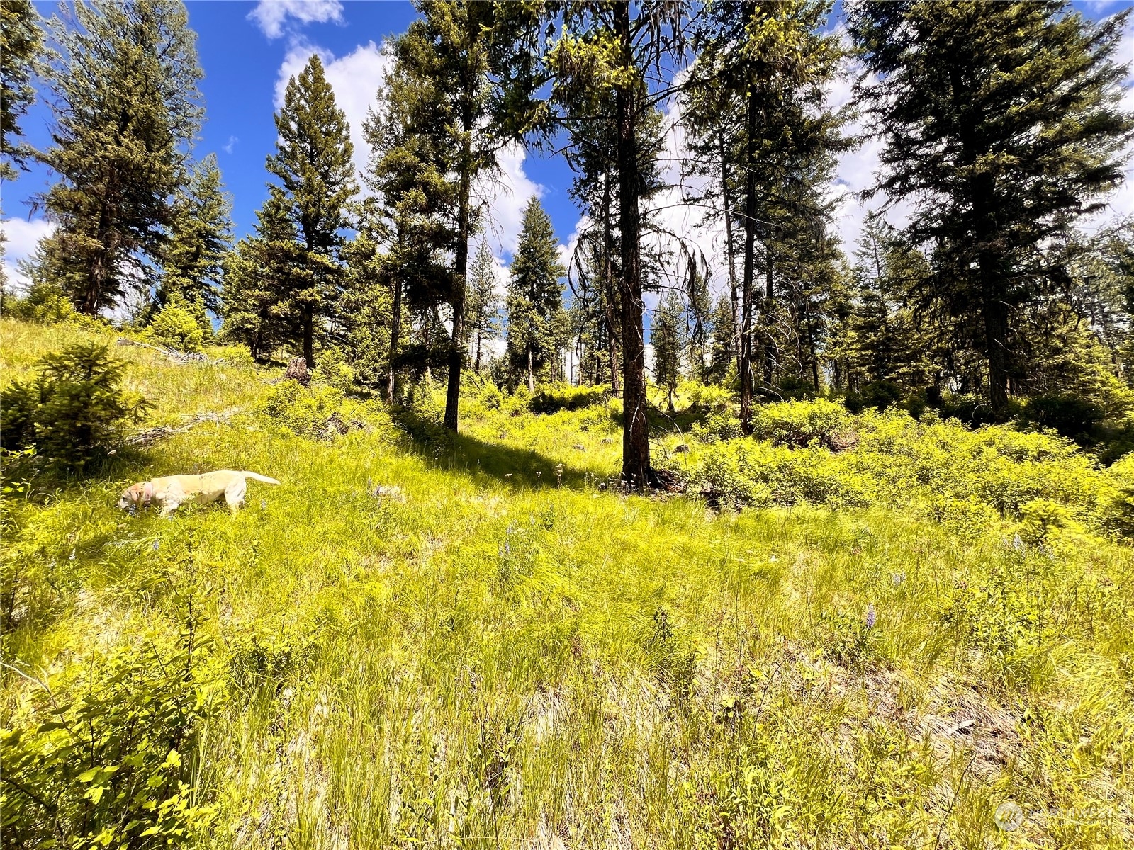 -tbd Old Kettle Falls Road Republic, WA 99166 - Photo 10 of 26 a view of yard with trees