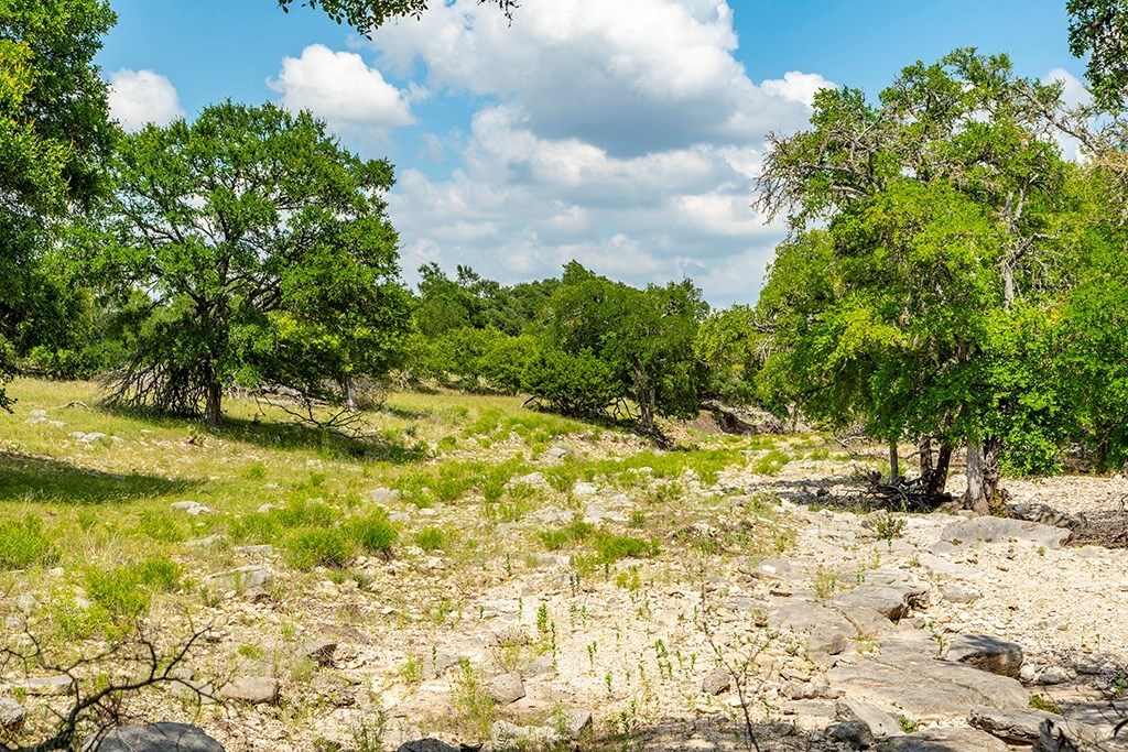 21698 Fm 2093 Harper, TX 78631 - Photo 6 of 7 a view of a yard with an trees