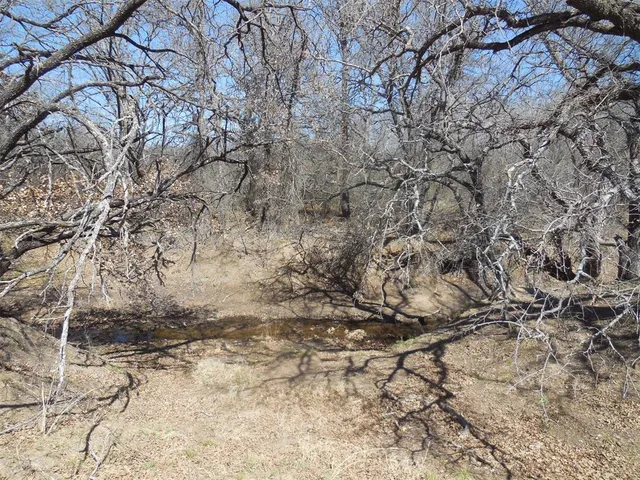 a view of a forest with trees in the background