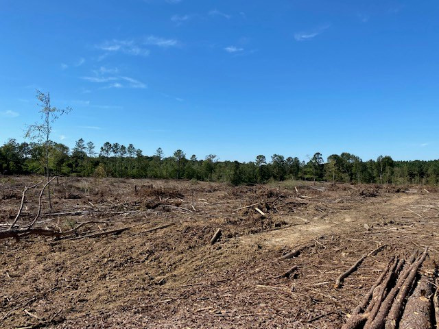 Tbd Tbd Miller Road Bassfield, MS 39421 - Photo 8 of 10 Photo 8