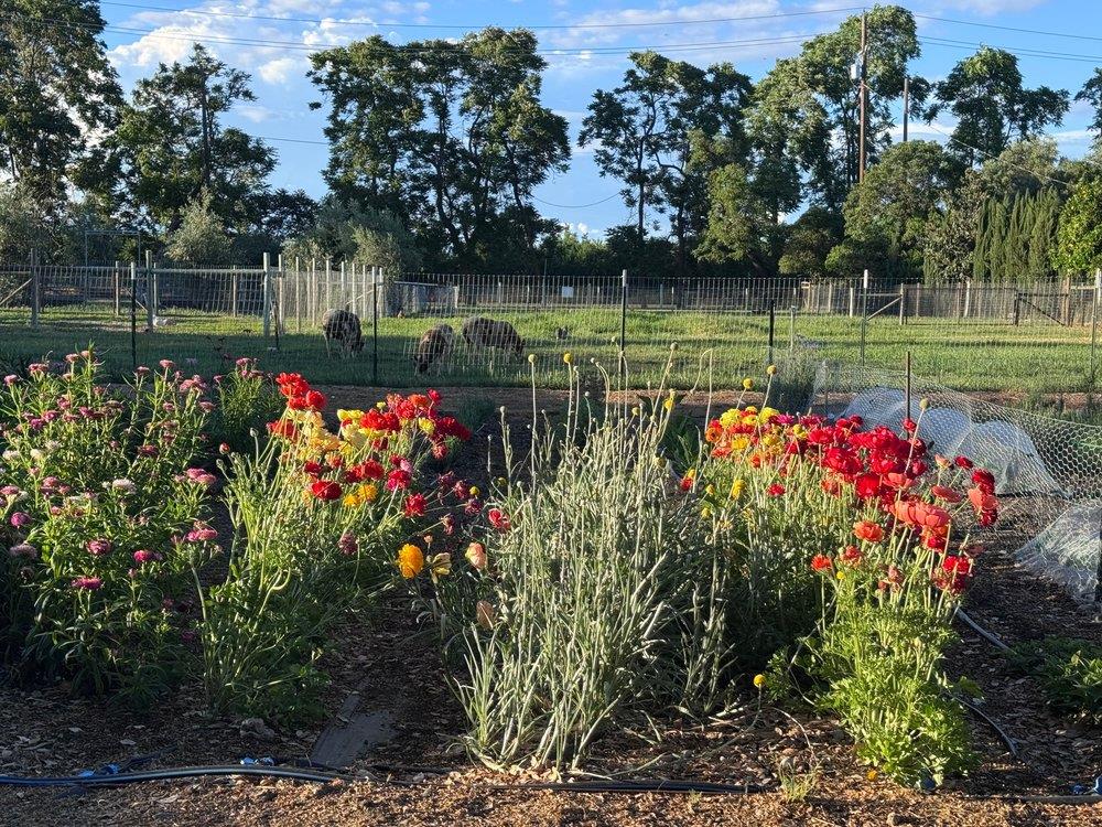 0 Russell Boulevard Davis, CA 95616 - Photo 16 of 22 a view of a garden with flowers and trees