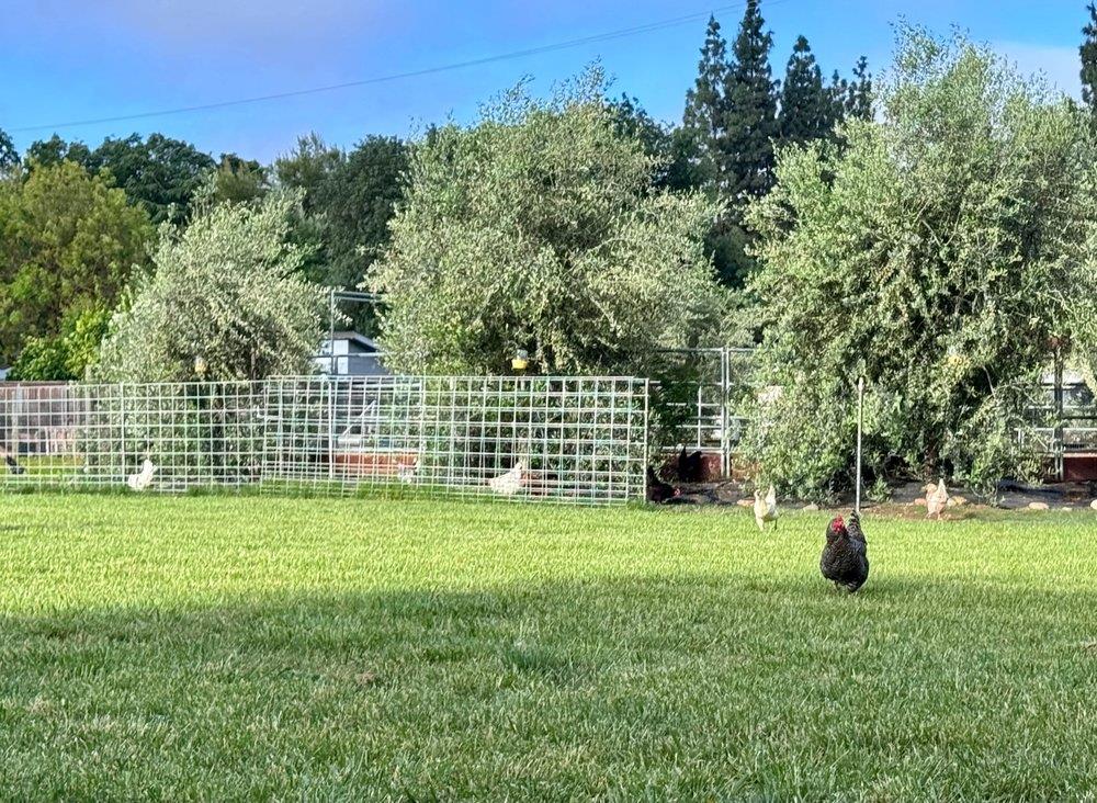 0 Russell Boulevard Davis, CA 95616 - Photo 20 of 22 a view of a garden with a house