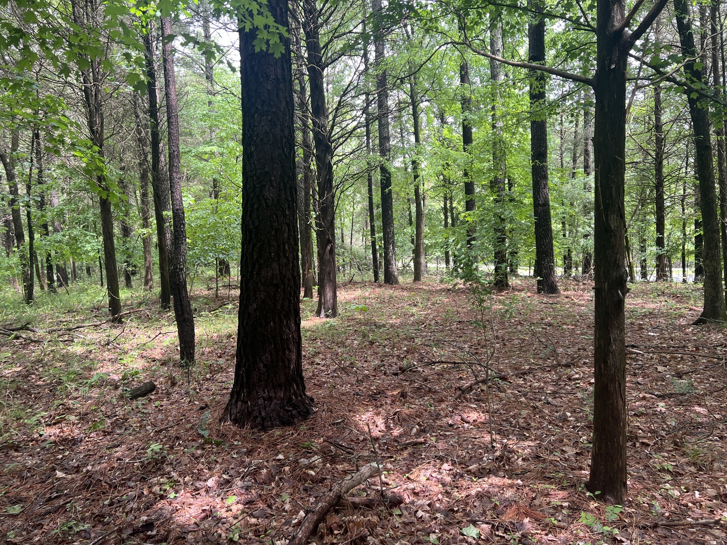 Lot 147 Parrish Ridge Goreville, IL 62939 - Photo 17 of 20