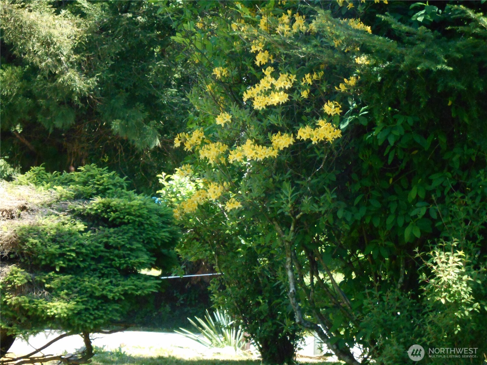 170 Kelly Road Brinnon, WA 98320 - Photo 12 of 29 a backyard of a house with lots of tree