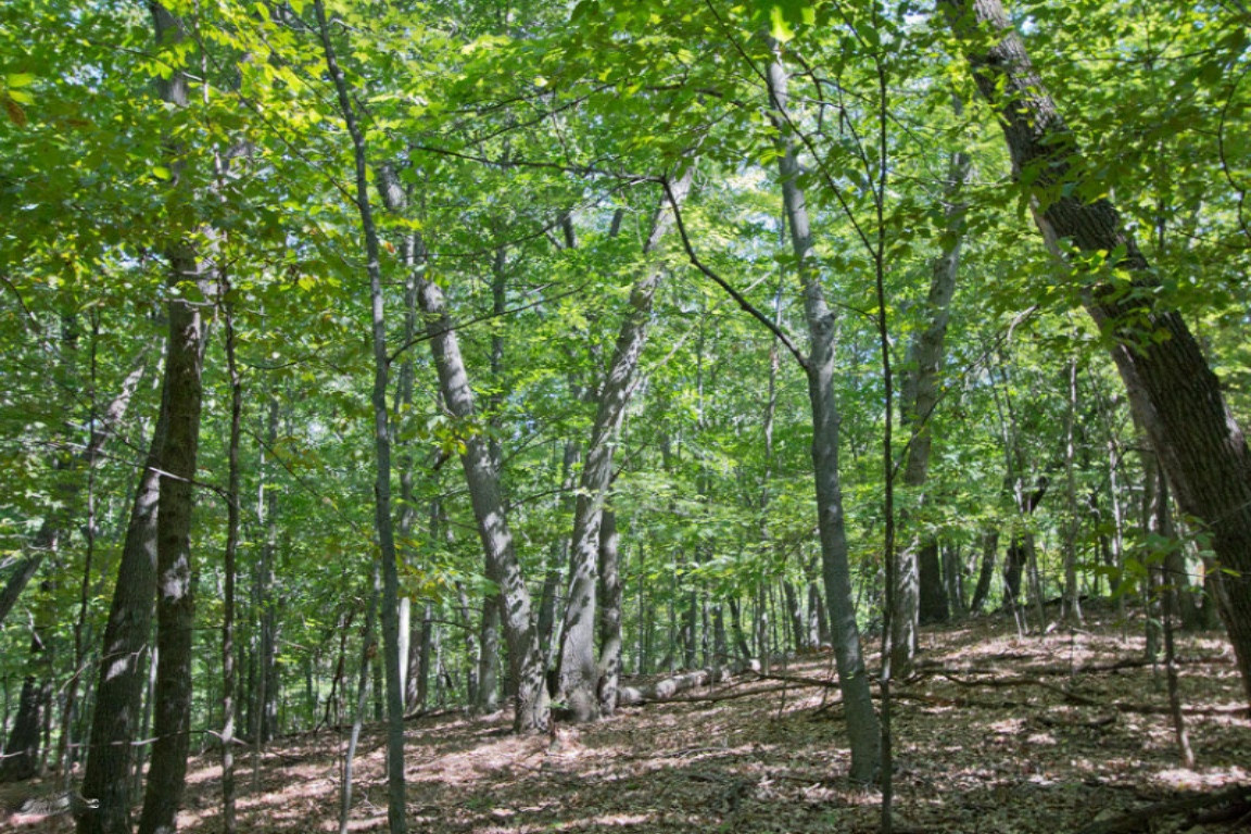 7169 2 Mile Road Northeast Ada, MI 49301 - Photo 1 of 3 7111 2 Mile Road